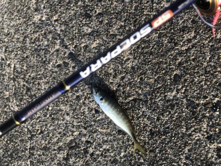 青物はいったいどこへ?